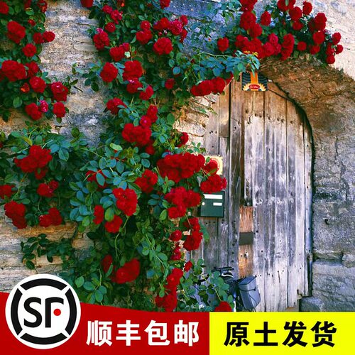 假一赔十，包活到开花，升级款更好养！