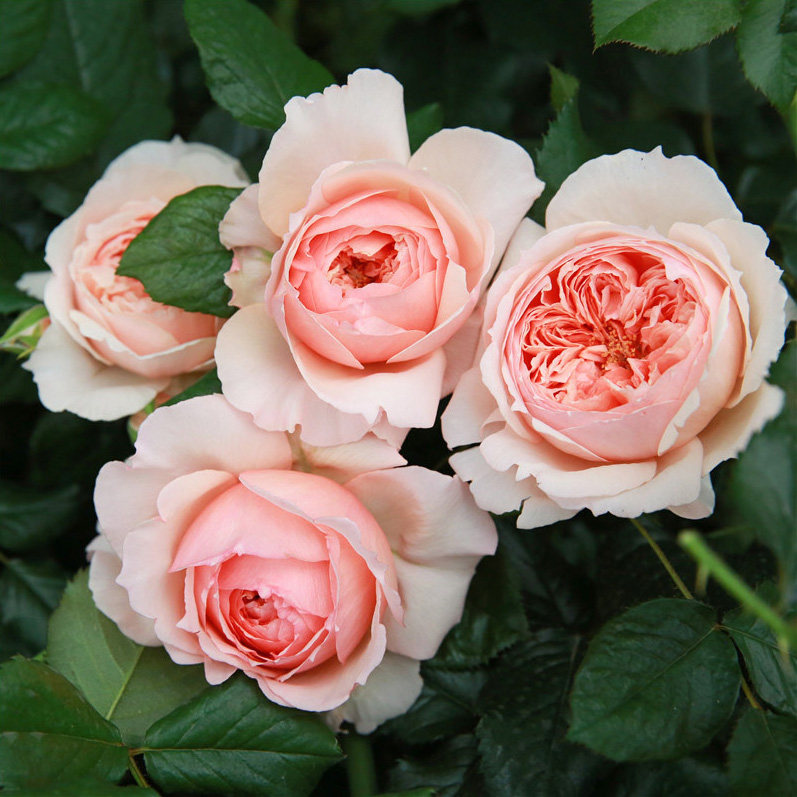 日月包子 切花灌木月季花苗 真宙月季 浓香型花卉 阳台盆栽