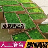 园林绿化微景观 庭院 大灰藓盆栽铺面假山绿化 植物鲜活日式 苔藓