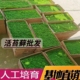 苔藓 大灰藓盆栽铺面假山绿化 园林绿化微景观 植物鲜活日式 庭院