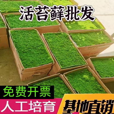 苔藓植物庭院自有基地