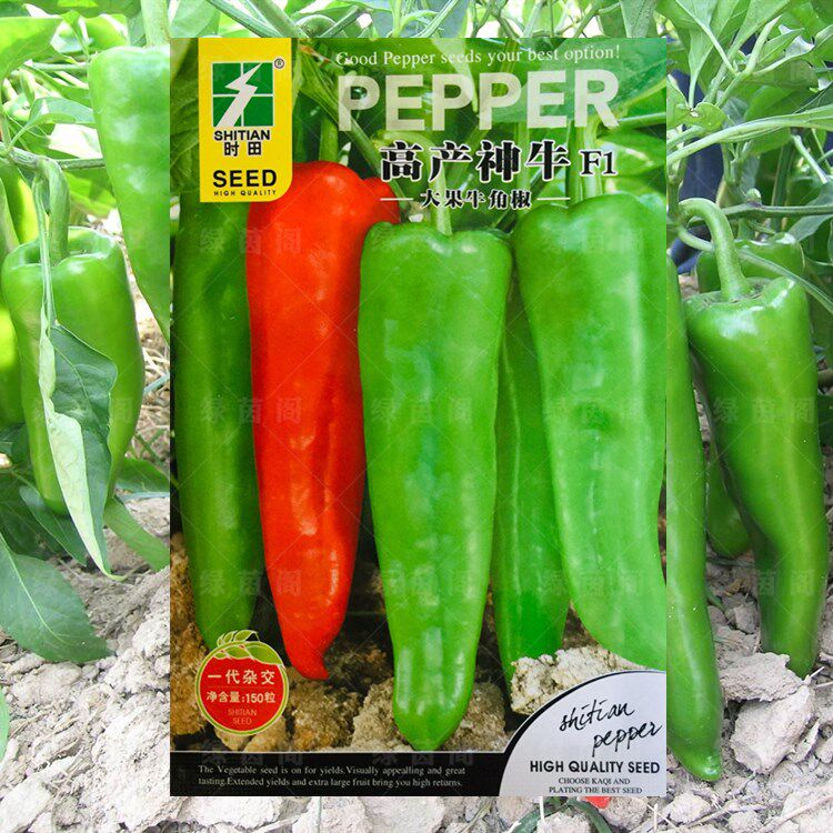 高产神牛f1大果牛角椒种子一代杂交耐热青椒羊角辣椒春秋蔬菜种孑