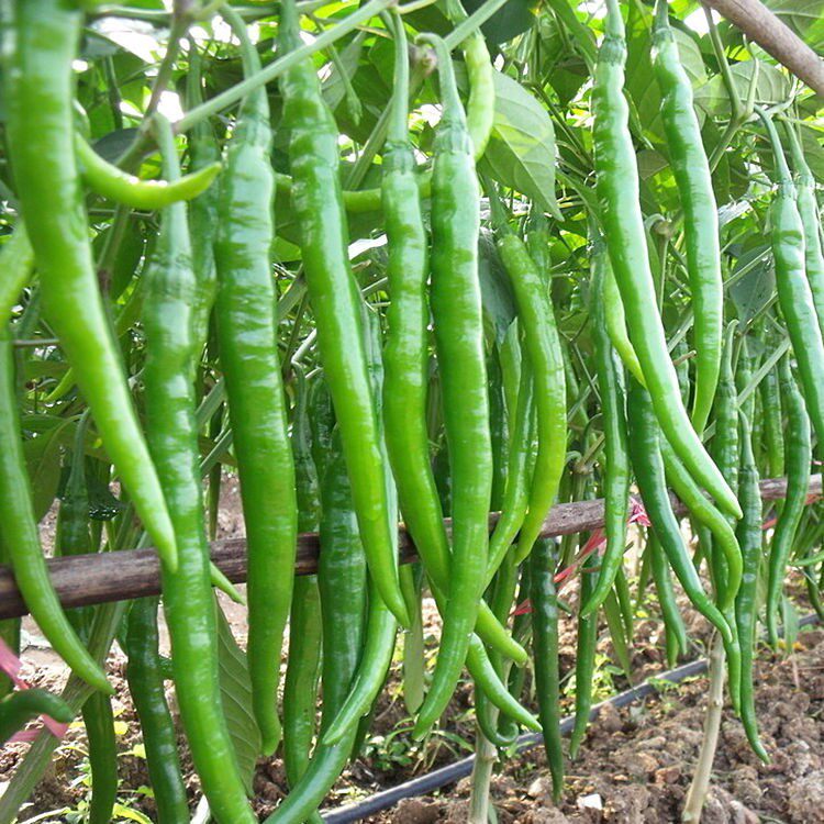 高产二荆条线椒苗秧又香又辣螺丝美人椒红小米魔鬼椒种子四季盆栽