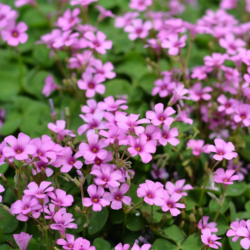 多年生宿根红花三叶草籽酢浆草幸运草炸酱草红三叶种子花种籽子