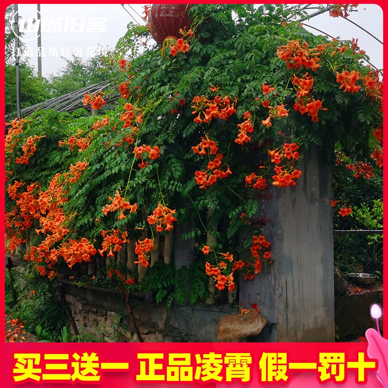 凌霄爬藤植物凌霄树苗图片