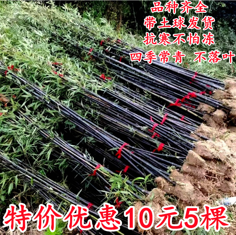 竹子苗紫竹苗四季常青