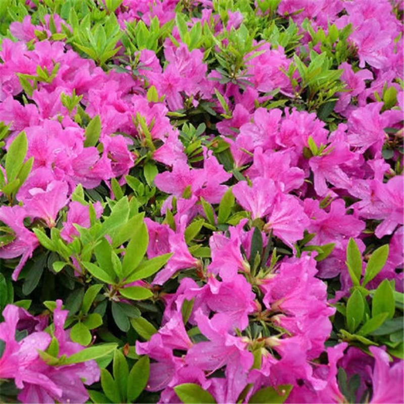 毛杜鹃庭院常青花卉好养易活