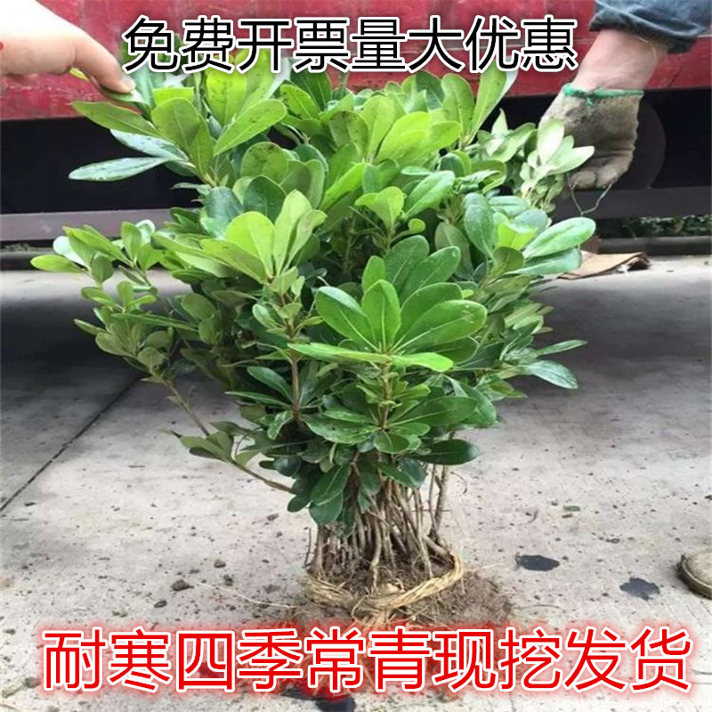 添润耐寒长青现挖根系好易成活