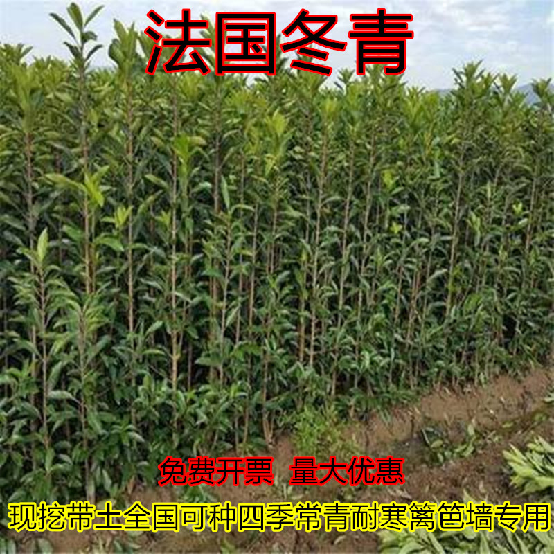 现挖带土绿植添润耐寒四季常青