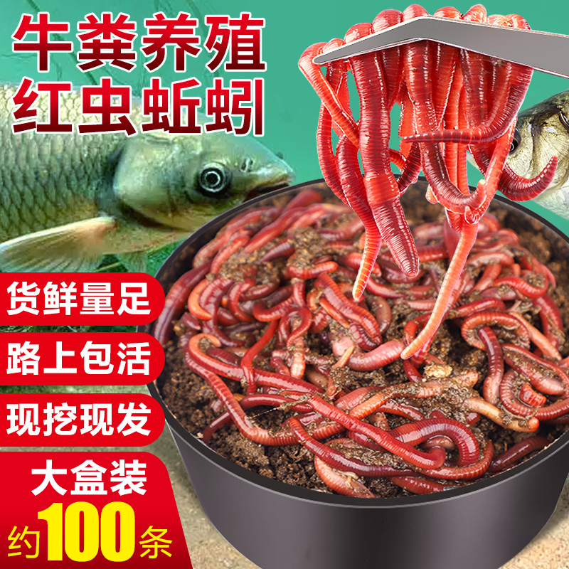 蚯蚓活饵鲜活红虫垂钓鱼饵料