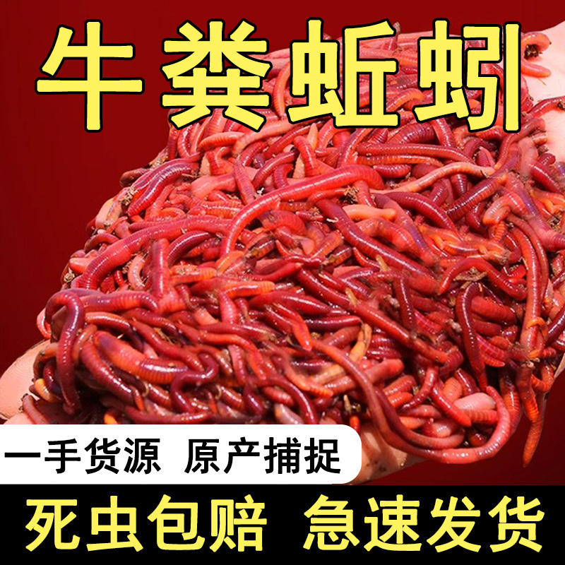 钓鱼蚯蚓新鲜活饵爆护利器