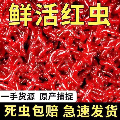 鲜活红虫特大号拉饵鲫鱼野钓天津