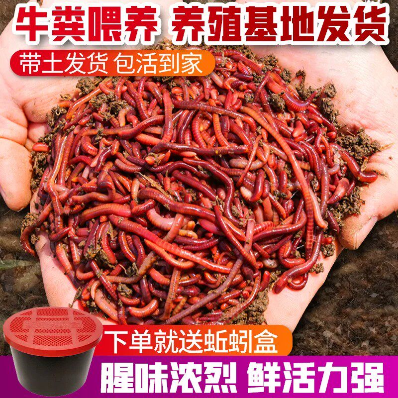 蚯蚓活饵鲜活红虫垂钓鱼饵料鲫鱼鲤鱼野钓黑坑鱼料打窝料鱼食通杀