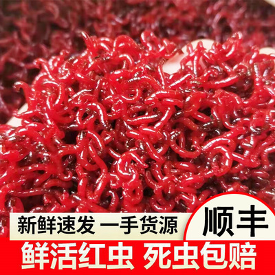 鲜活红虫特大号公虫活体活饵