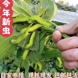 鲜活猪儿虫芝麻虫灌云豆丹豆青虫活体豆虫大豆虫黄豆虫钓鲶鱼活饵
