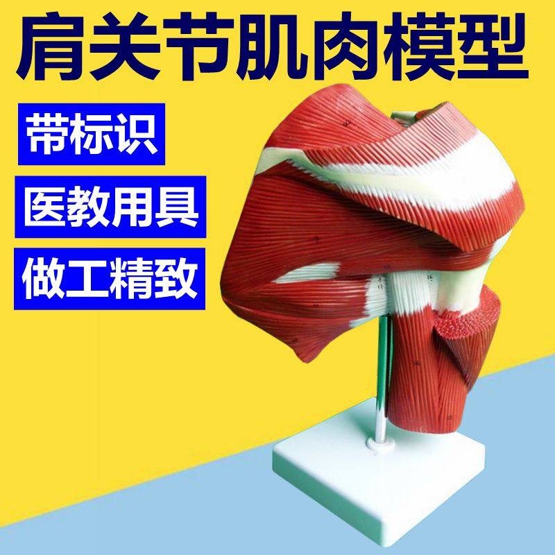 热卖人体肩关节肌肉模型健身馆培训医教运动锁骨肩膀深浅韧带筋膜