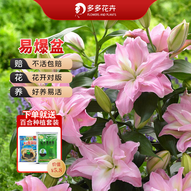 香水百合花盆栽带盆 图片 价格 多少钱 什么值得买 香水百合花盆栽带盆 图片 价格 多少钱 什么值得买