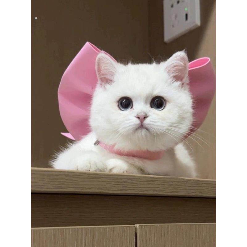 猫蝴蝶结玛丽猫项圈项炼项圈装饰宠物狗项圈布娃娃猫德国可爱的小