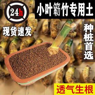 小叶簕竹专用土簕竹专用粗河沙土松树盆景专用风化石土竹子赤玉土