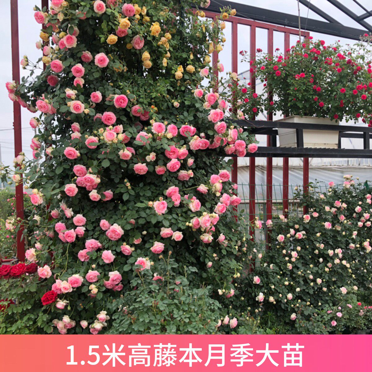欧月藤本月季大苗爬藤攀援蔷薇玫瑰花苗庭院阳台盆栽花卉植物