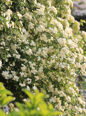 超达花卉浓香藤本植物白色木香花蔷薇属庭院造型植物爬藤花卉绿植