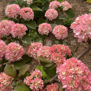粉色木本绣球玫瑰达人非玛丽弥尔顿绣球花庭院露台地栽耐热耐寒