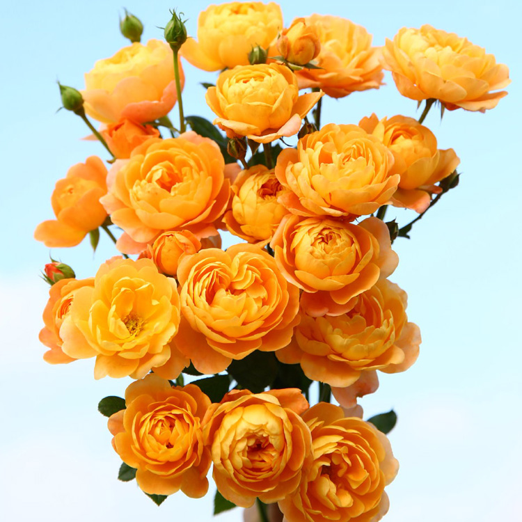 微型月季欧月小苗多季阳台系列丰花品种绿植盆栽花卉花苗蔷薇