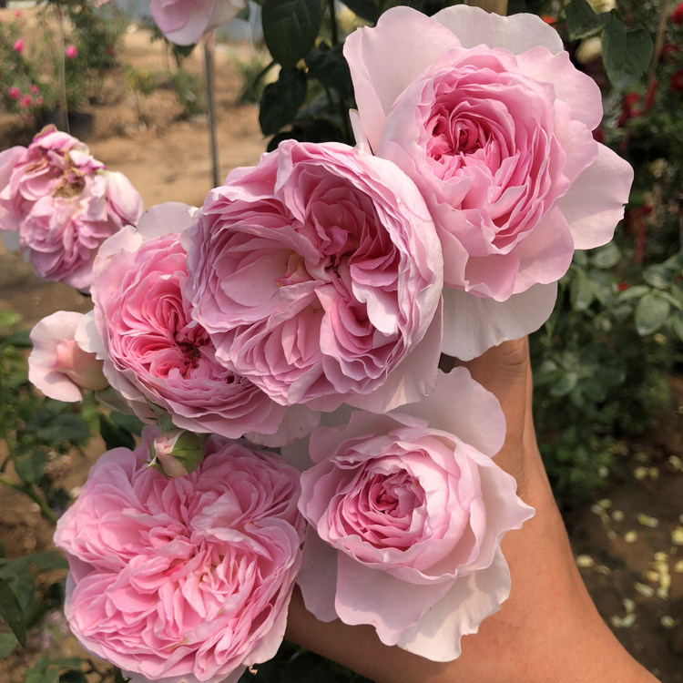 超达花卉日本灌木切包藤本月季花苗我的心月季小苗庭院阳台盆栽