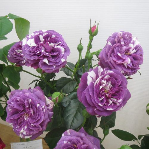 微型条纹露台盆栽月季花苗