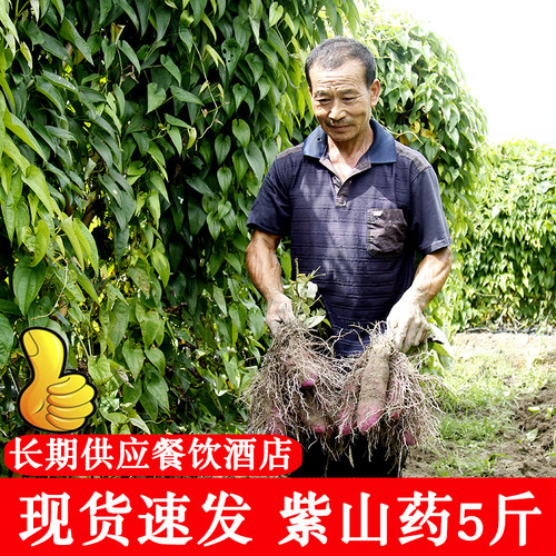 江西赣南安远大薯紫山药脚板薯