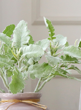 银叶菊绿植盆景仿真花客厅
