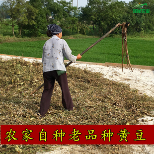 湖南本地土黄豆非转基因自留种发豆芽打豆浆磨豆腐老品种豆子