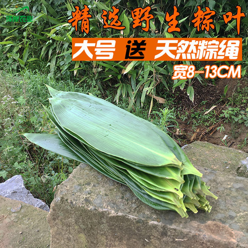 农家天然野生粽叶 新鲜粽子叶大号箬叶现摘免邮湖南粑粑叶200片