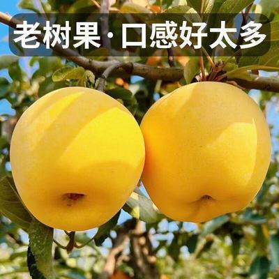 山东威海维纳斯苹果纯甜