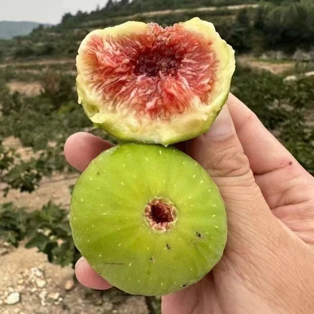 山东威海青皮无花果鲜果新鲜3斤当季现摘现发顺丰空运包邮特产