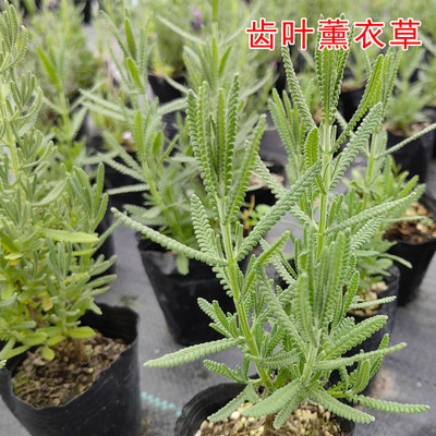 齿叶薰衣草盆栽花卉观赏