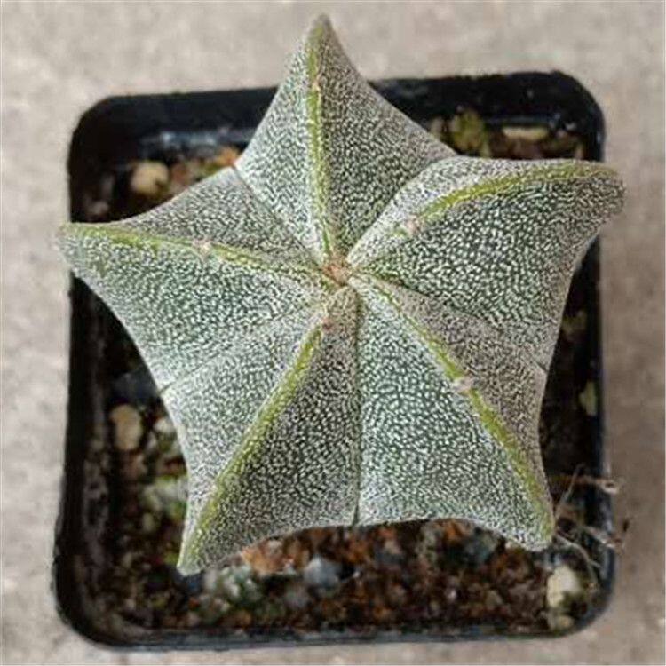五角鸾凤玉仙人球实生开花黄色品相好易养室内防辐射