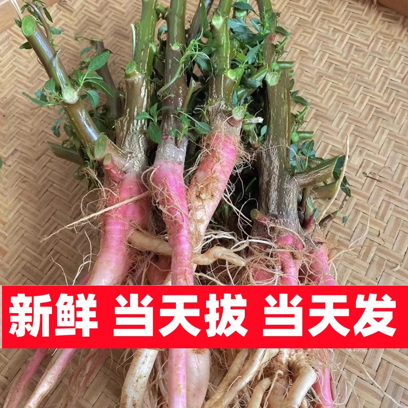 新鲜红苋菜根 红簕苋菜头 带刺簕苋菜根 簕苋菜梗煲汤 当天摘发货