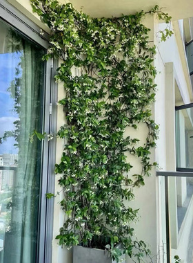 庭院四季常青风车络石藤风车茉莉花苗盆栽银丝茉莉阳台爬藤花卉