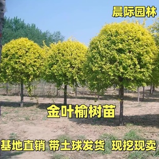 中华金叶榆树苗别墅庭院大型耐寒风景绿化树白榆黄金榆苗榔榆垂榆