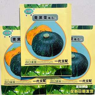青黑栗南瓜种子香甜粉糯板栗南瓜种籽大田基地蔬菜四季苗春种籽孑