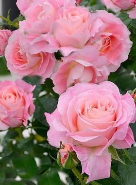 阳台大花微月海神王玫瑰花苗盆栽庭院浓香四季观花植物月季花