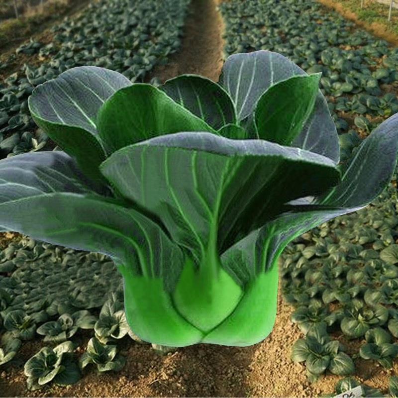黑叶苏州青油菜种子大全小白黑油上海青蔬菜籽四季秋冬季种孑农家