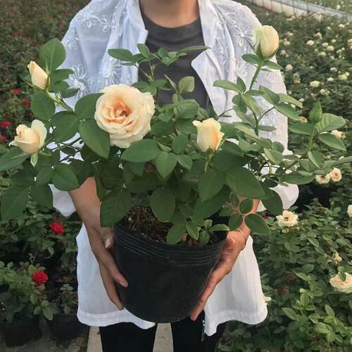 蜜桃雪山 月季 花苗 玫瑰 四季开 花花卉 阳台 经典切花 香槟色
