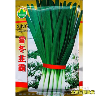 雪冬韭霸韭菜种子中科院培育抗寒不休眠韭菜种籽南北方播蔬菜种孑