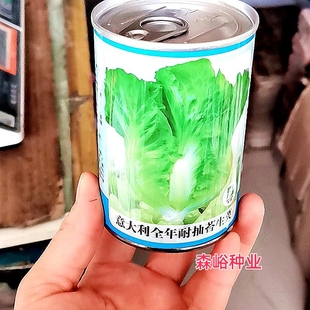 蔬菜种子家庭菜园阳台盆栽四季 秋冬季 播意大利耐抽苔生菜