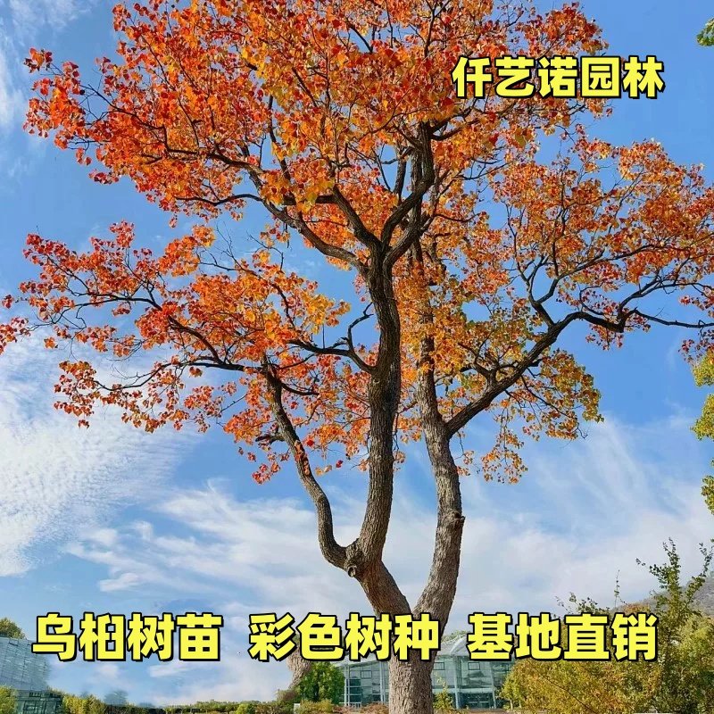 乌桕大树苗庭院风景大型红叶风景彩叶绿化工程苗桕子树菩提南北方