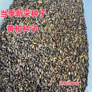 正宗黄柏种子厚皮川黄柏树种子黄柏苗籽中药材农业种植关黄柏种籽