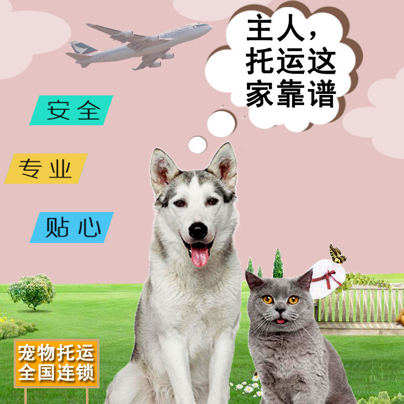 宠物托运服务全国猫咪狗狗空运随机北京上海广州专车快递运输邮寄