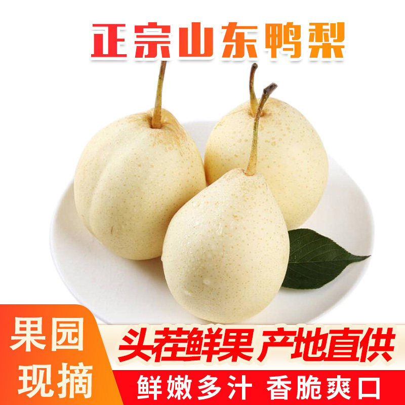 山东特产现摘新鲜鸭梨产地直供